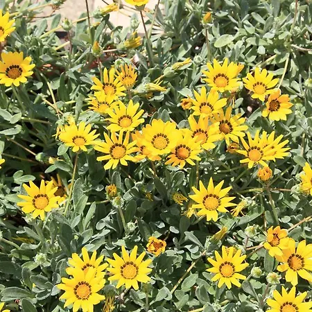 Cala Hotel apartamentowy Marina di Mancaversa