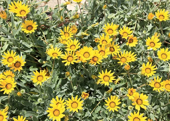 Cala Aparthotel Marina di Mancaversa